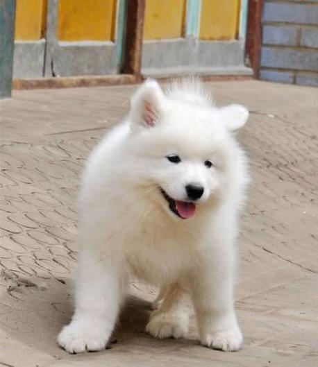 廊坊宠物狗犬舍出售纯种萨摩耶犬 网上哪里有