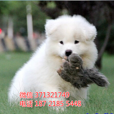 特价萨摩犬出售纯种萨摩耶狗狗 包健康萨摩 宠物狗狗