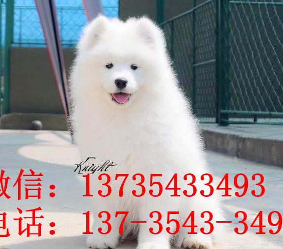 纯种萨摩耶犬出售 武汉宠物狗犬舍领养宠物狗