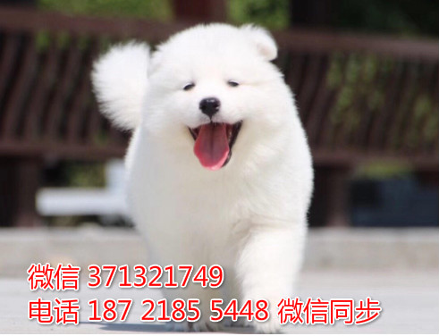 济南特惠萨摩犬出售，济南犬舍在哪里 狗场繁殖