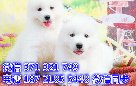天津全国发货 萨摩出售幼犬 天津宠物狗狗促销