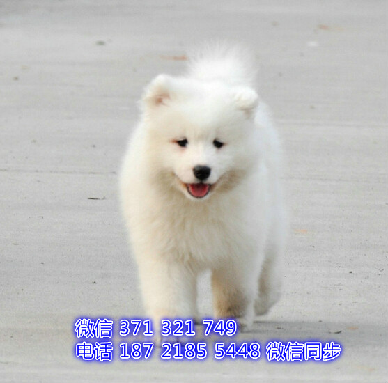 济南宠物 萨摩犬出售纯种 济南犬舍 济南特价