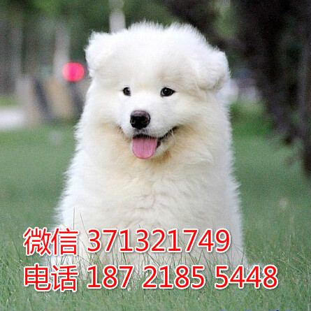 武汉宠物 萨摩犬纯种幼犬 武汉本地繁殖 武汉