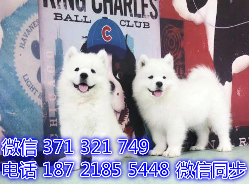 济南宠物狗狗 萨摩出售纯种幼犬 济南犬舍在哪里