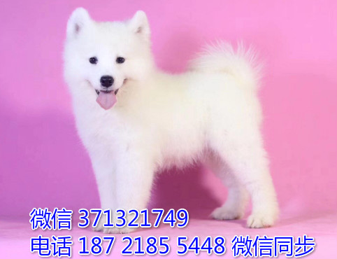 宁波狗狗 萨摩犬出售纯种幼犬 宁波犬舍 全国
