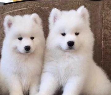 元谋县买狗网 元谋县买萨摩耶请来云南本地狗