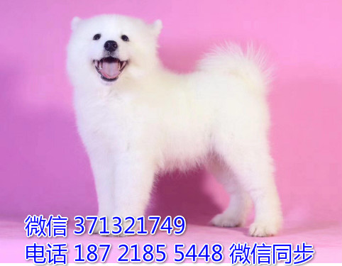 宁波狗狗 萨摩犬出售纯种幼犬 宁波犬舍 全国发货