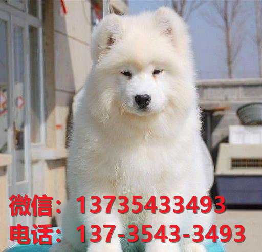济南宠物狗狗犬舍出售纯种萨摩耶犬幼犬白色澳版萨摩狗