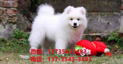 济南宠物狗狗犬舍出售纯种萨摩耶犬幼犬白色澳版萨摩狗