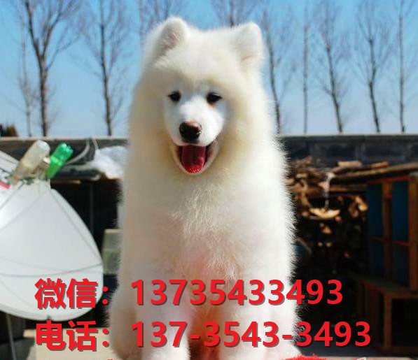 山东宠物狗狗犬舍出售纯种萨摩耶犬澳版萨摩幼