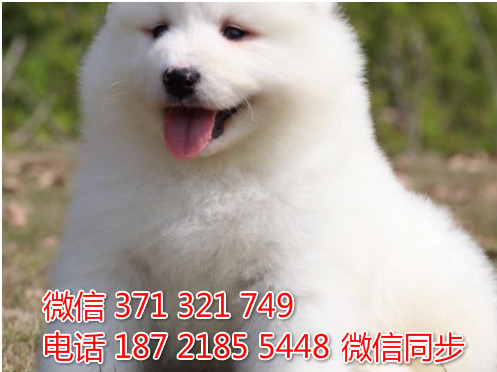 萨摩纯种幼犬出售，犬舍直销萨摩 犬舍狗场宠物狗珊