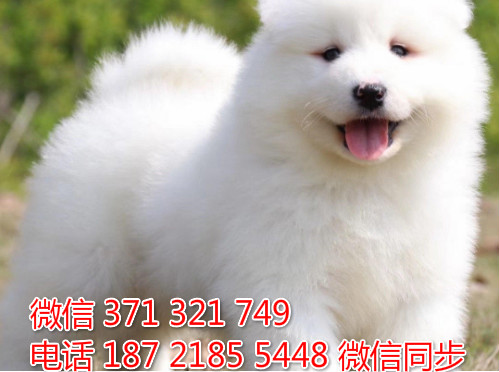 萨摩纯种幼犬出售，犬舍直销萨摩 犬舍狗场宠物