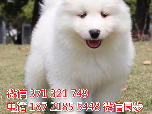 萨摩纯种幼犬出售，犬舍直销萨摩 犬舍狗场宠物狗珊