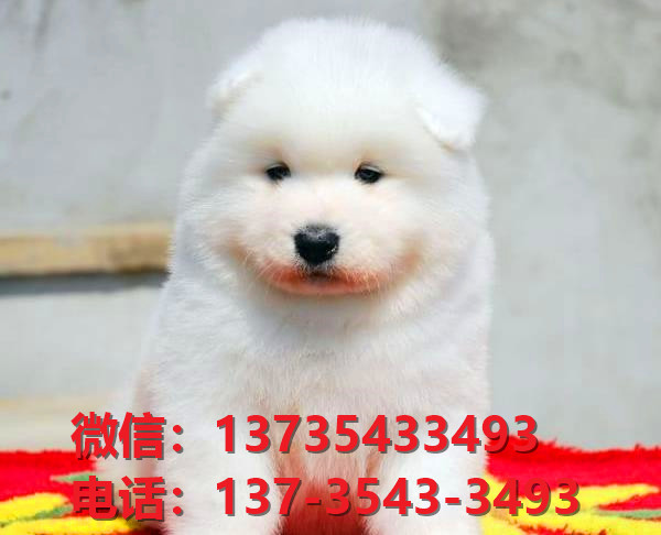 广东宠物狗纯种萨摩耶犬出售卖狗买狗地方在哪里有狗市场领养活体