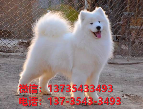 济南犬舍宠物狗犬舍出售纯种萨摩耶犬幼犬卖狗卖狗地方哪里有狗狗领养