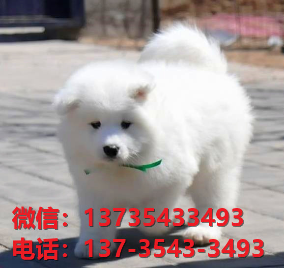 宁波宠物狗狗犬舍出售纯种萨摩耶犬幼犬卖狗买