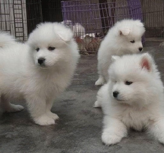 保山萨摩耶犬狗场出售萨摩耶小狗多只可选品质