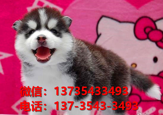 永州宠物狗犬舍出售纯种萨摩耶犬网上买狗卖狗地方在哪有狗场领养