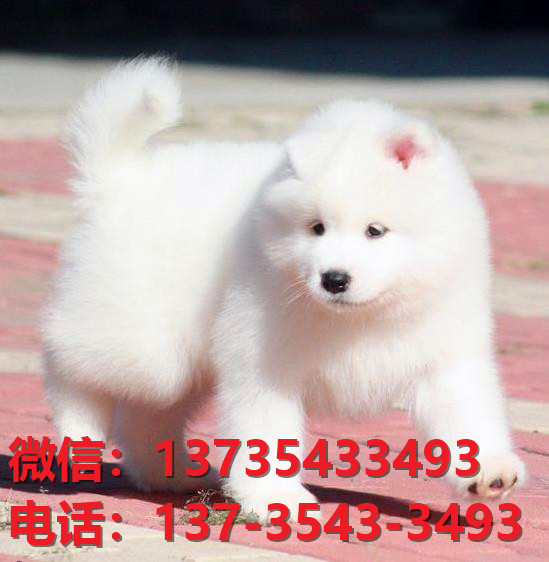 阳江宠物狗犬舍出售纯种萨摩耶犬网上卖狗买狗