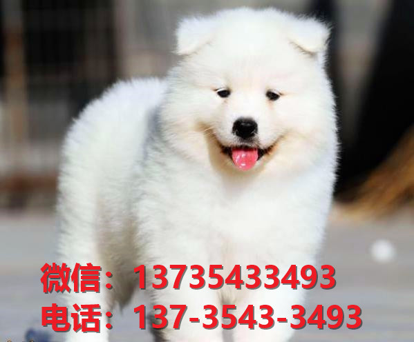 常德宠物狗犬舍出售纯种萨摩耶犬网上买狗卖狗
