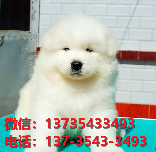 十堰宠物狗犬舍出售纯种萨摩耶犬卖狗买狗网站