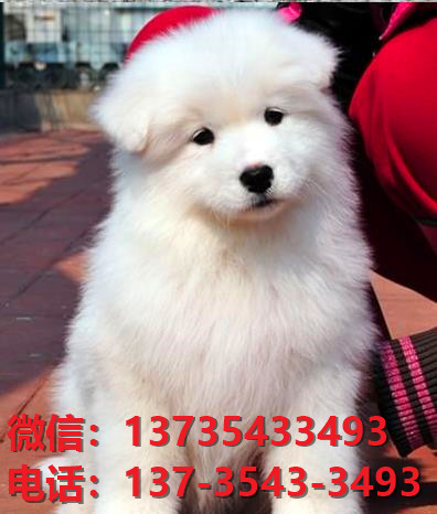 昭通宠物狗狗犬舍出售纯种萨摩耶犬卖狗买狗领
