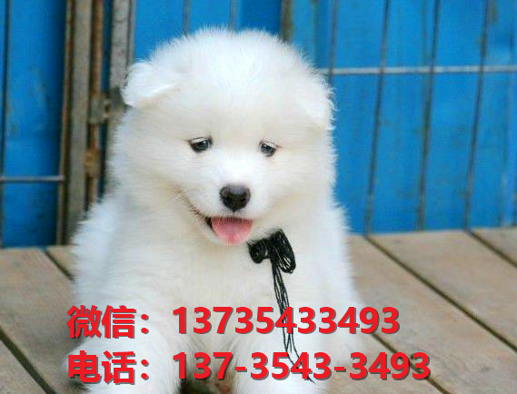昭通宠物狗狗犬舍出售纯种萨摩耶犬卖狗买狗领养狗市场在哪