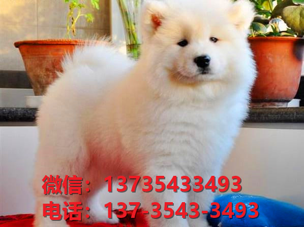 南充宠物狗犬舍领养纯种萨摩耶犬网上买狗卖狗