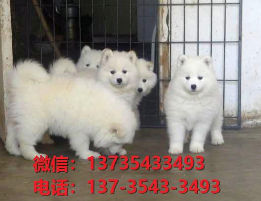 内江宠物狗犬舍出售纯种萨摩耶犬网上买狗卖狗地方在哪有狗市场领养