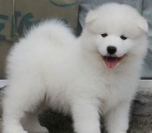 萨摩耶幼犬领养泰迪博美比熊金毛拉拉