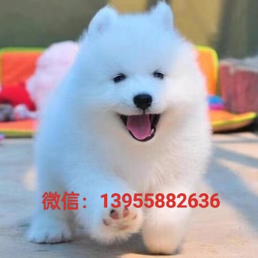 南京萨摩犬出售纯种幼犬 南京狗场繁殖南京犬舍