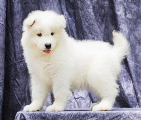 宁波犬舍萨摩耶犬幼犬狗狗出售大型犬