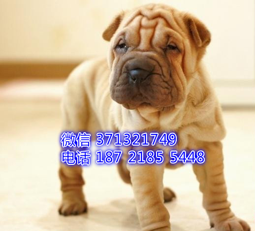 福州沙皮犬出售纯种幼犬 棕色健康品相好 福州