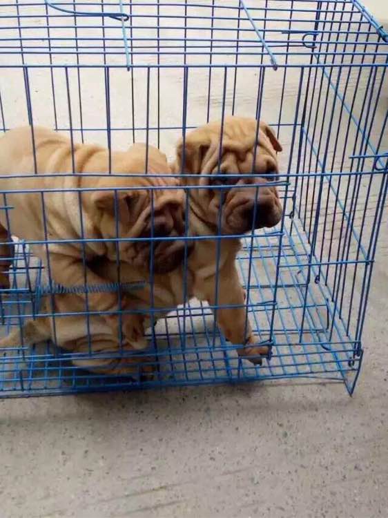纯种沙皮犬出售 广州犬舍哪里有宠物狗市场买