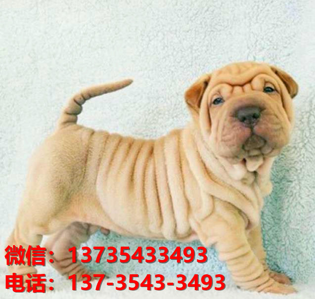 天津犬舍 健康正宗沙皮狗幼犬出售哪里有宠物