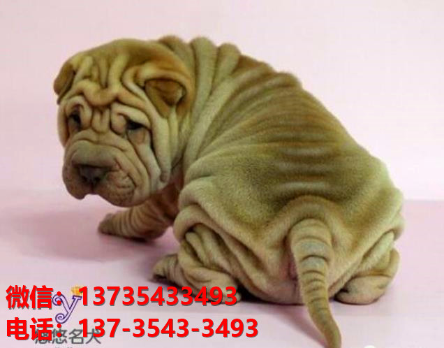 厦门犬舍 出售纯种沙皮狗正宗健康宠物狗犬舍