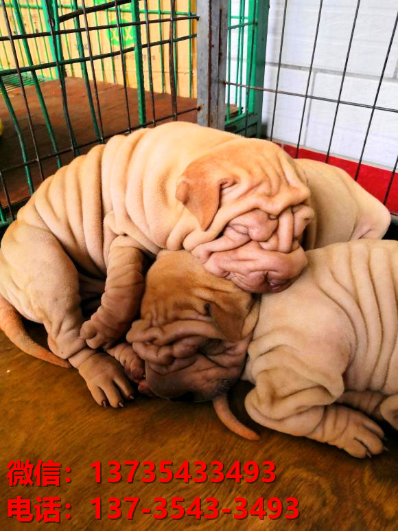 西安狗场犬舍 出售纯种沙皮狗正宗健康宠物狗犬舍领养宠物狗狗卖狗