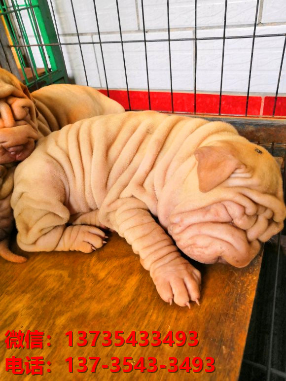 西安狗场犬舍 出售纯种沙皮狗正宗健康宠物狗犬舍领养宠物狗狗卖狗