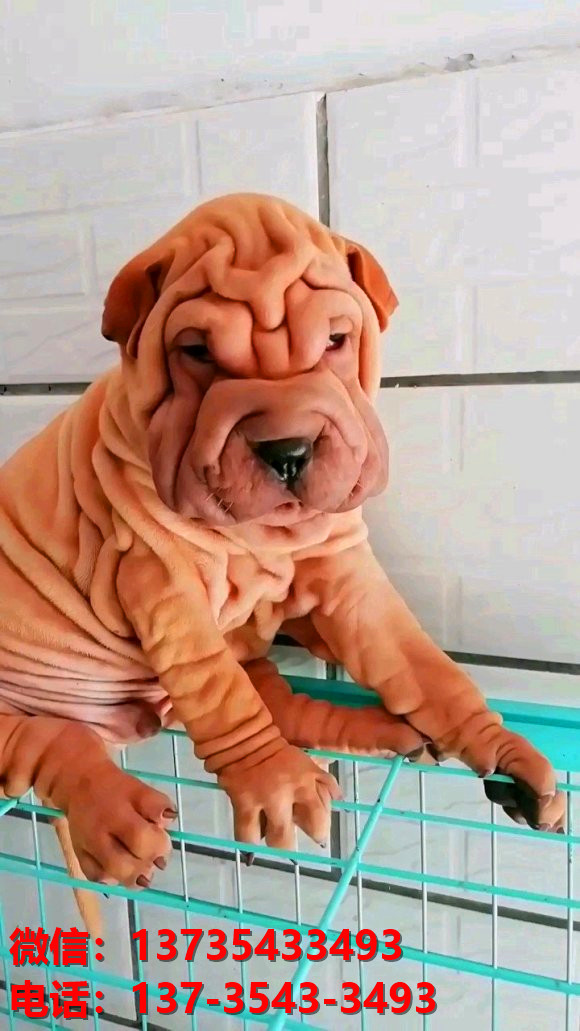 兰州犬舍 健康正宗沙皮狗幼犬出售哪里有宠物