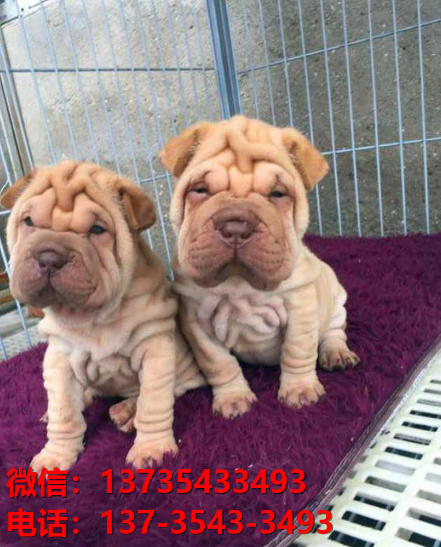 青岛犬舍 出售纯种沙皮狗正宗健康宠物狗犬舍