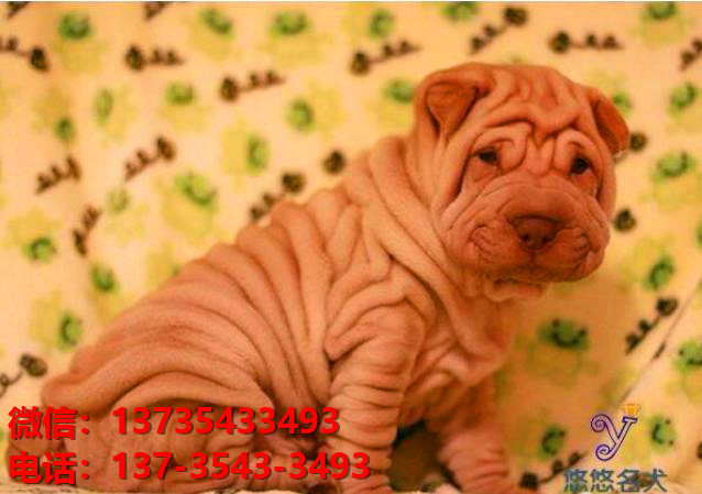 合肥犬舍 出售纯种沙皮狗正宗健康宠物狗犬舍领养宠物狗狗卖狗