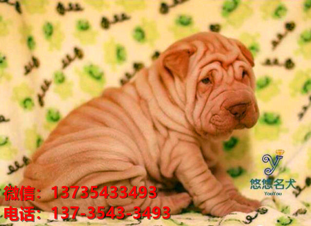 广东深圳犬舍 出售纯种沙皮狗正宗健康宠物狗