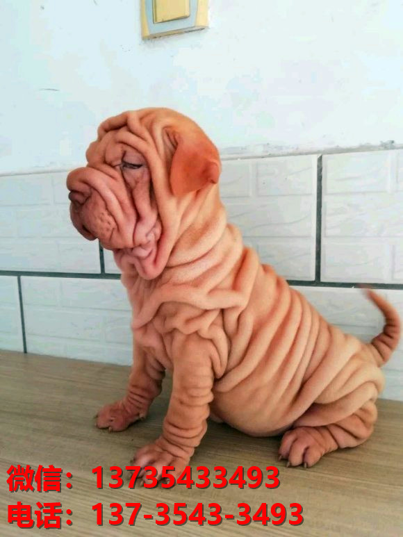 西安狗场犬舍 出售纯种沙皮狗正宗健康宠物狗