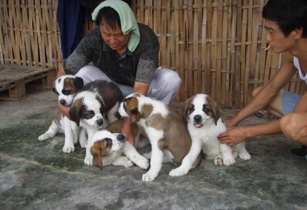 玉溪哪里卖纯种圣伯纳犬玉溪狗场出售圣伯纳幼