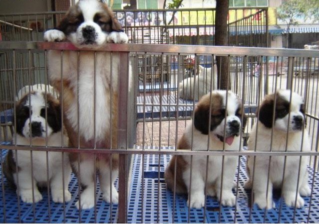 腾冲哪里买卖圣伯纳幼犬 腾冲出售纯种圣伯纳