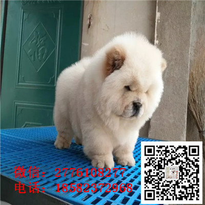 信阳哪里有卖纯种松狮犬 松狮幼犬多少钱 肉嘴