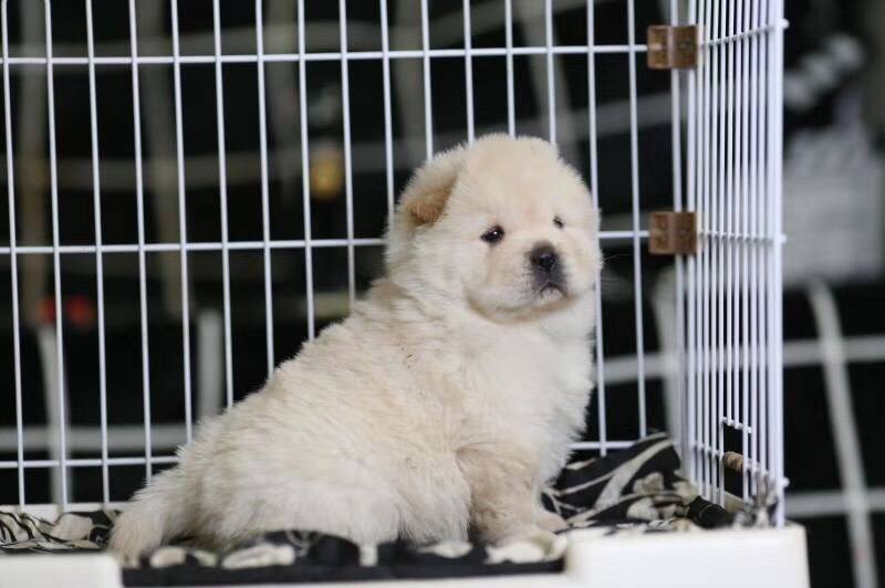 黄石黑色松狮价格 白色松狮怎么卖的 黄石哪里