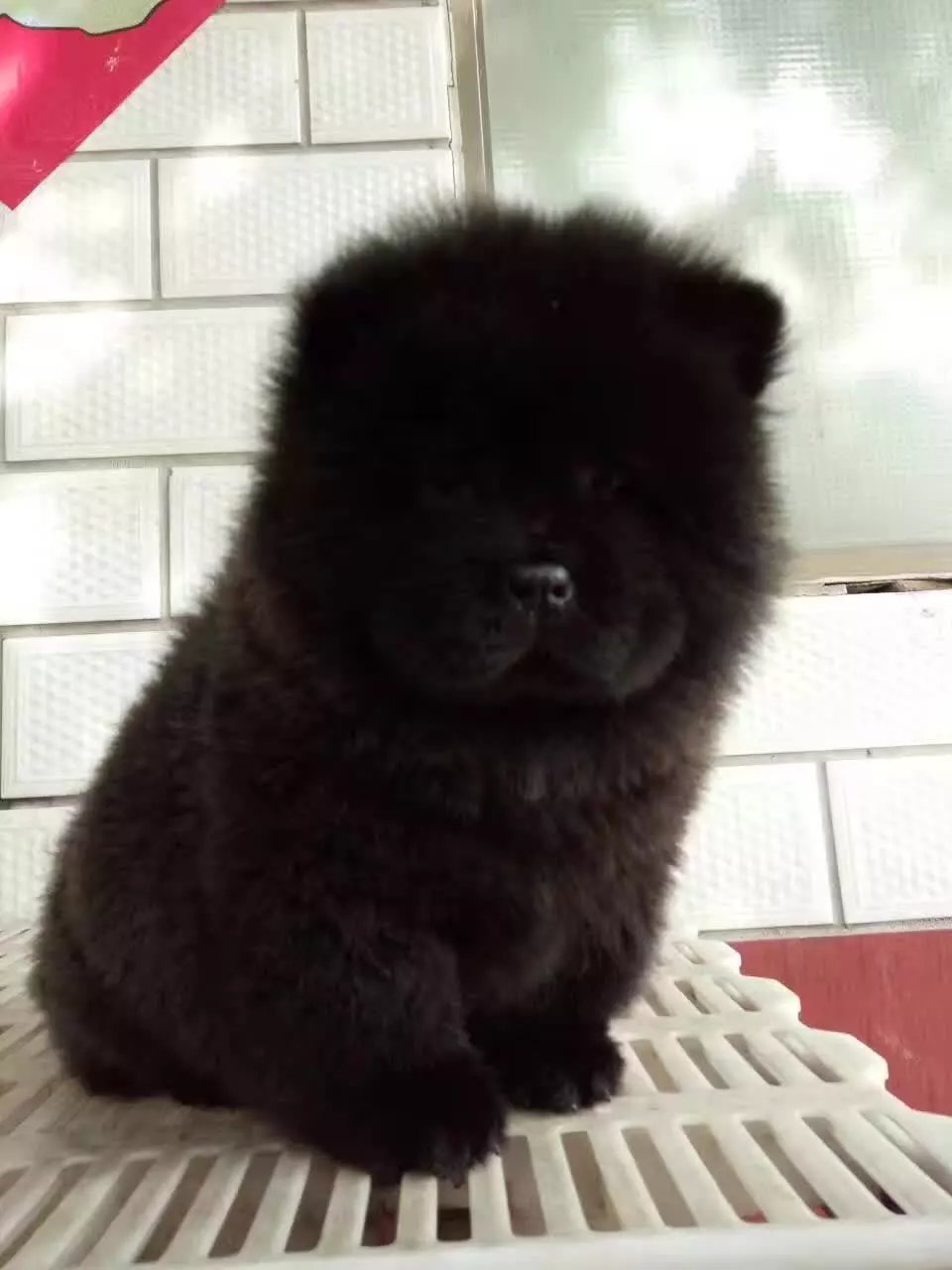 衡阳哪里卖黑色松狮 衡阳黄色松狮多少钱 衡阳