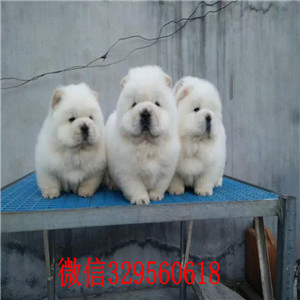 淮北出售纯种松狮犬纯种松狮犬出售松狮犬图片