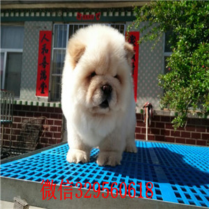 抚顺哪里有卖纯种松狮犬纯种松狮犬出售肉嘴松狮犬面包肉嘴松狮幼犬